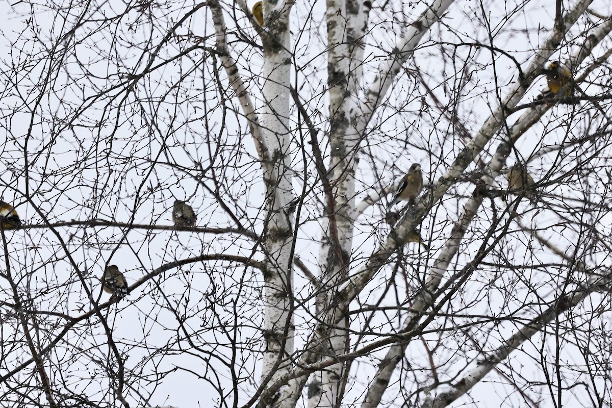 Evening Grosbeak (Eastern or type 3) - ML646808928