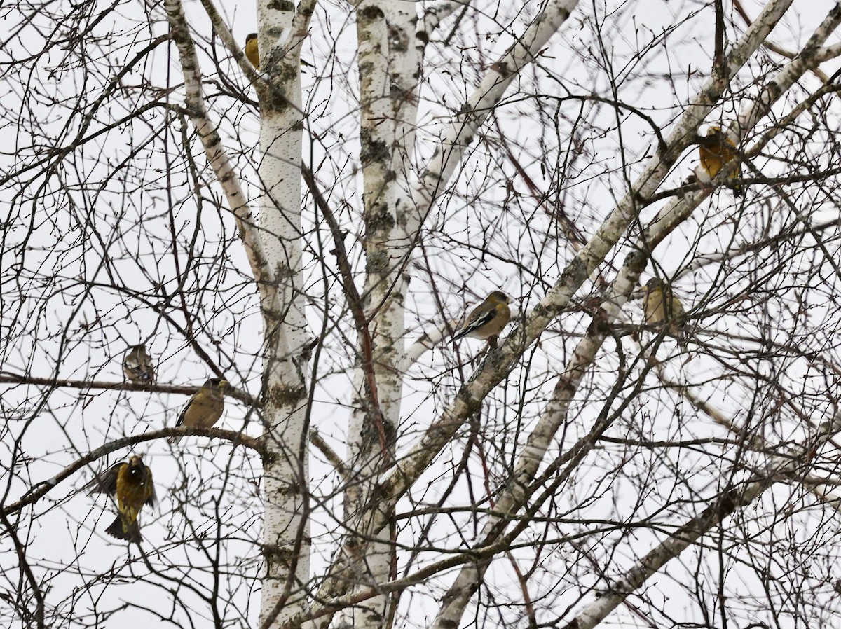 Evening Grosbeak (Eastern or type 3) - ML646808929