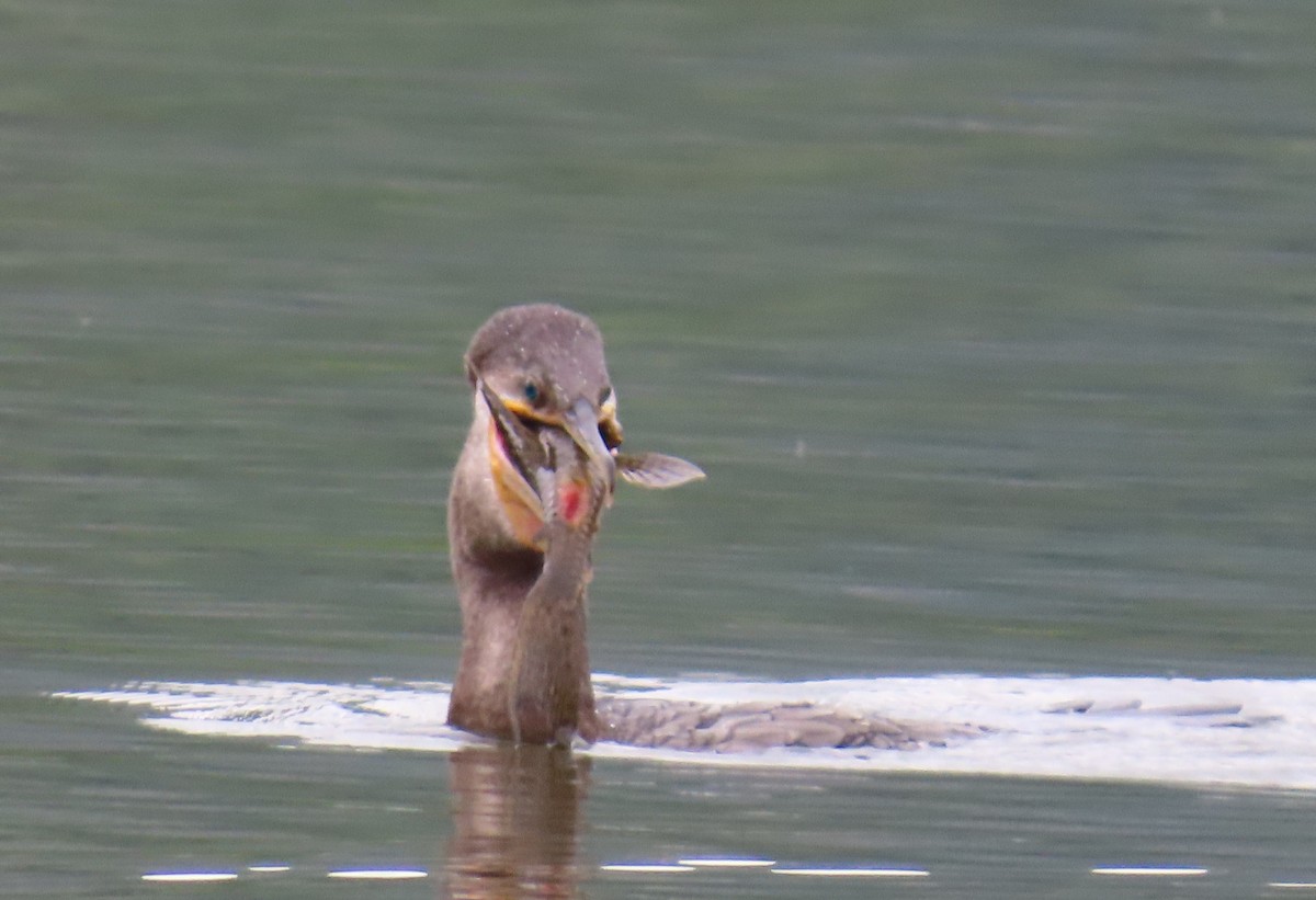 Cormorán Biguá - ML646808930