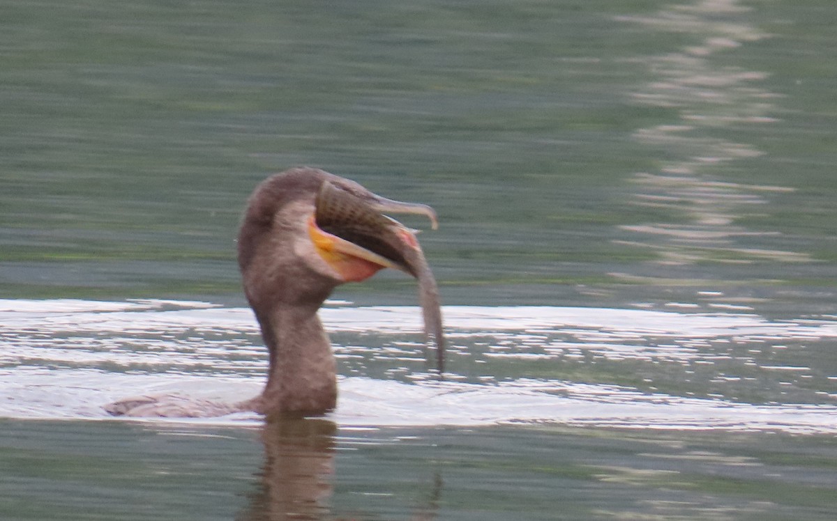 Cormorán Biguá - ML646808931