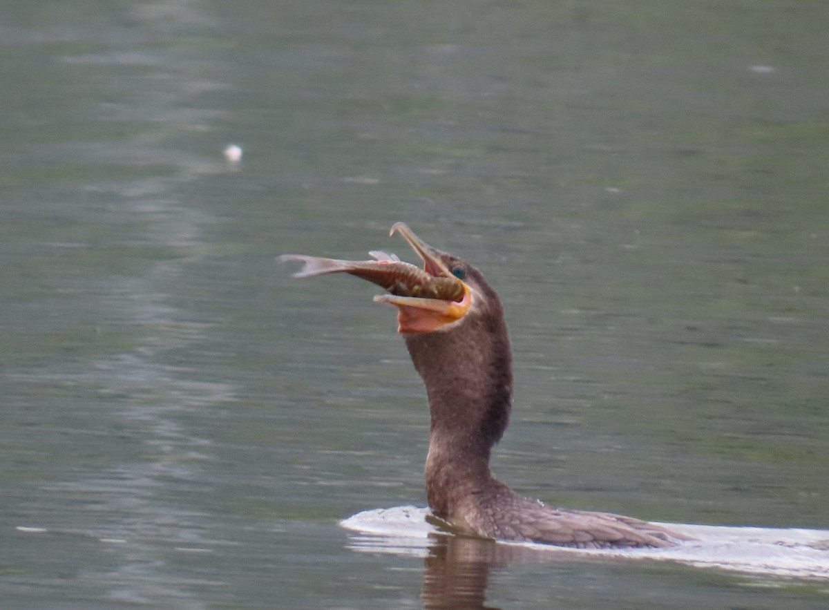 Cormorán Biguá - ML646808932