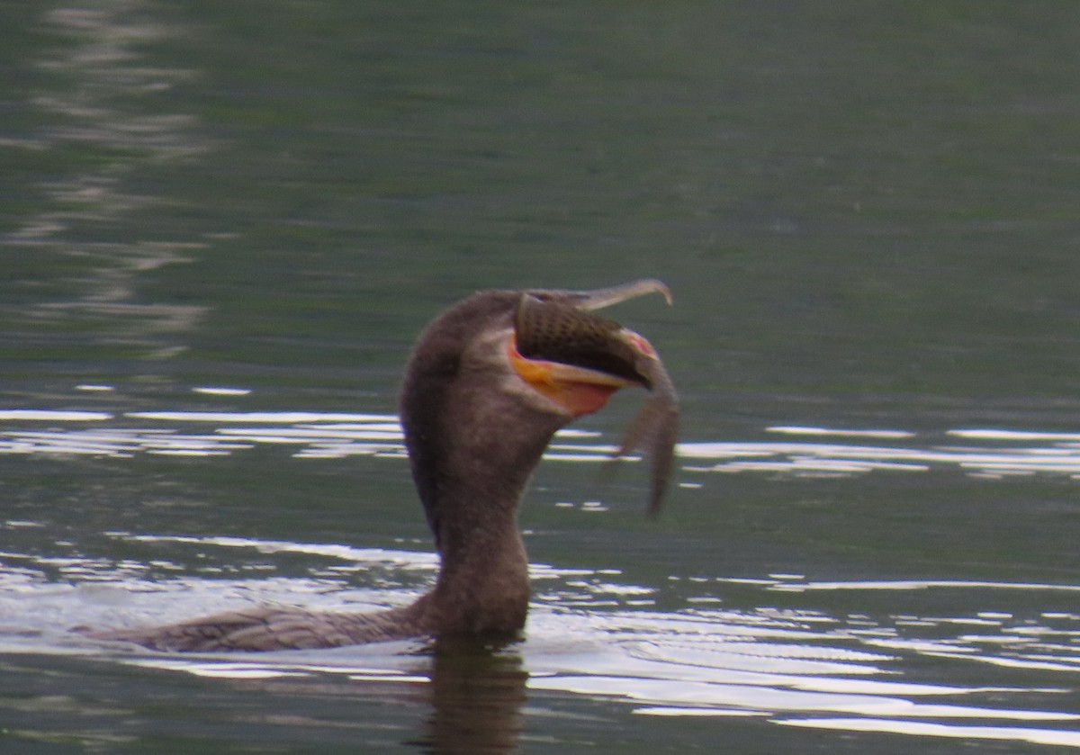 Cormorán Biguá - ML646808933