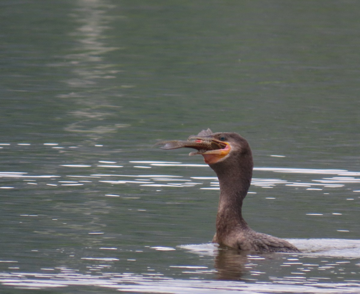 Cormorán Biguá - ML646808934
