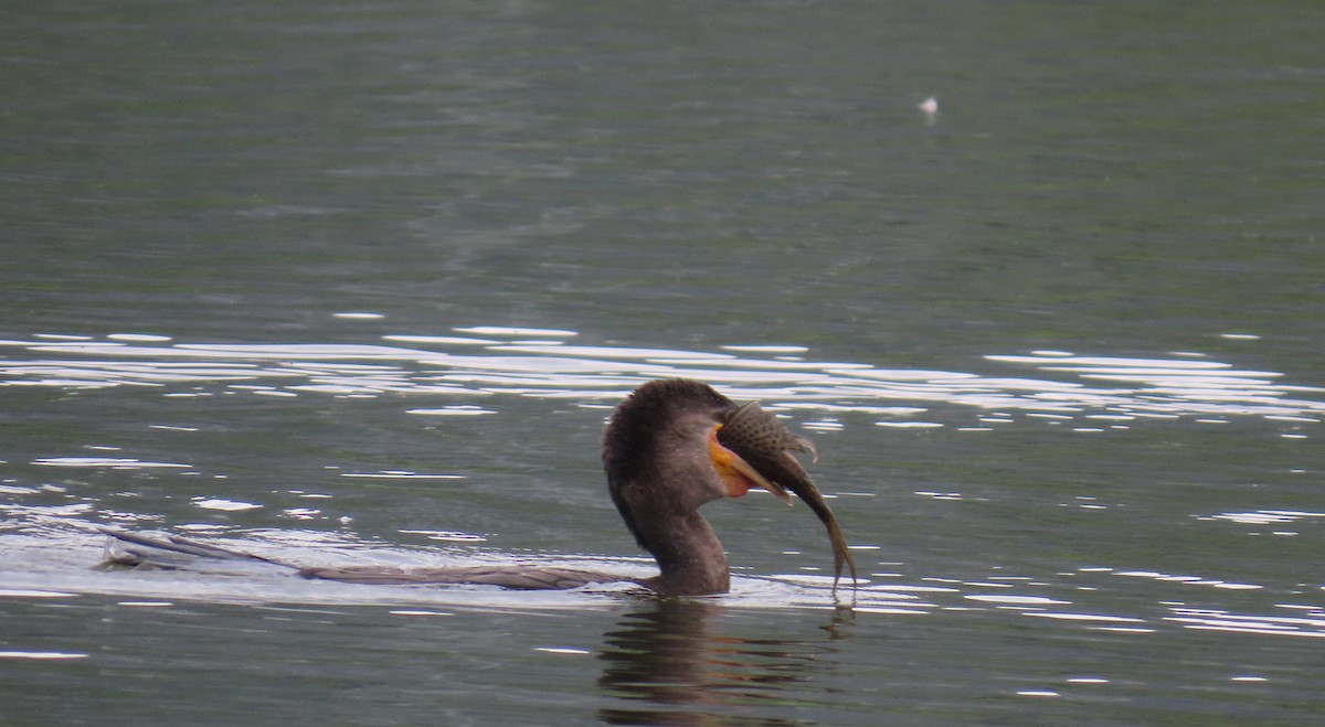 Cormorán Biguá - ML646808935