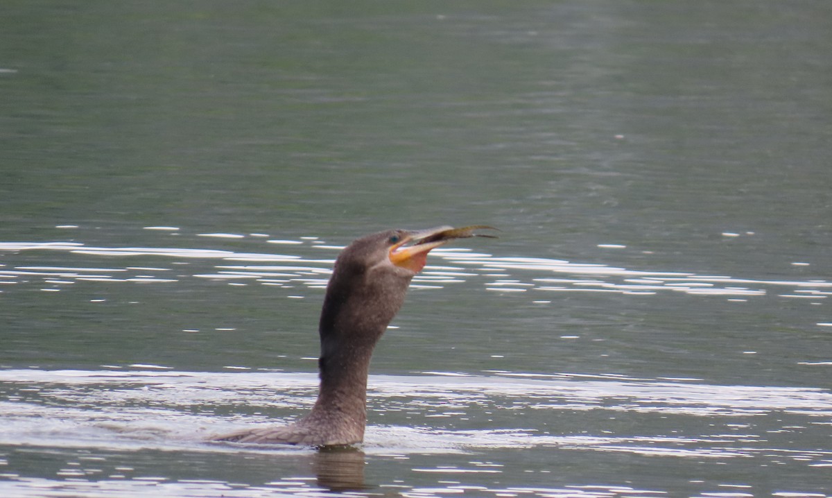 Cormorán Biguá - ML646808936