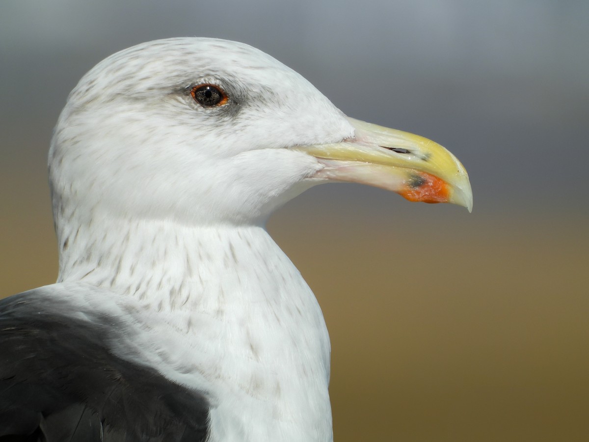 Gavión Atlántico - ML646808937