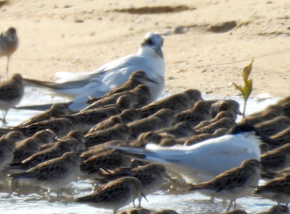 Australian Tern - ML646808941
