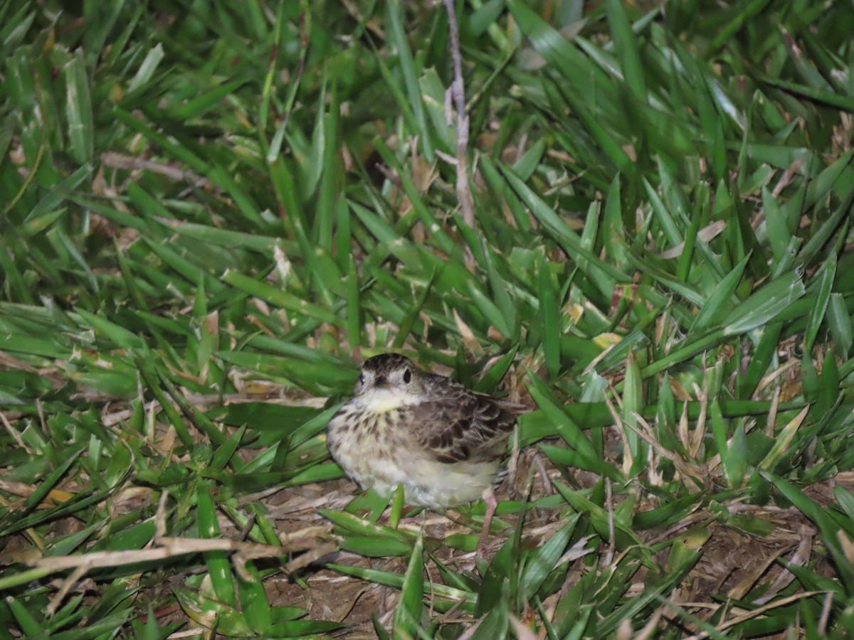 Yellowish Pipit - ML646808942