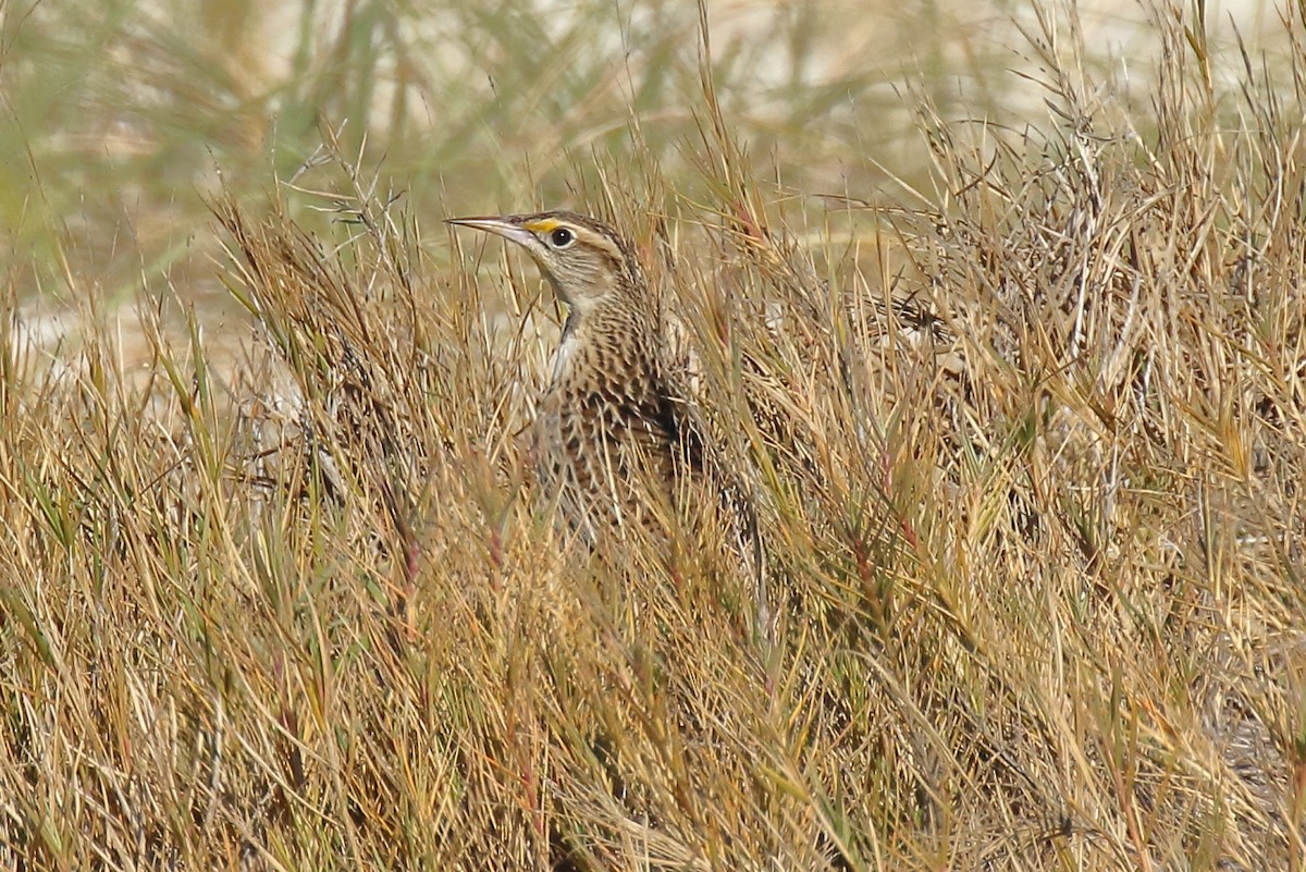 Eastern Meadowlark - ML646808943