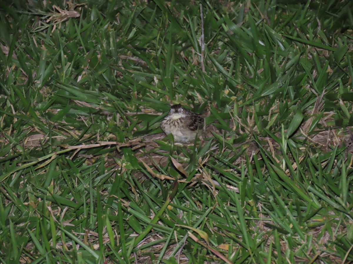 Yellowish Pipit - ML646808944