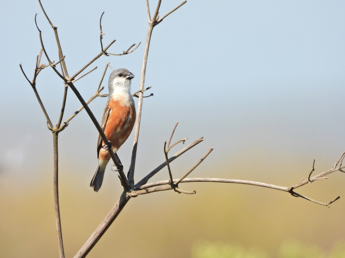 Sporophile des marais - ML646808945