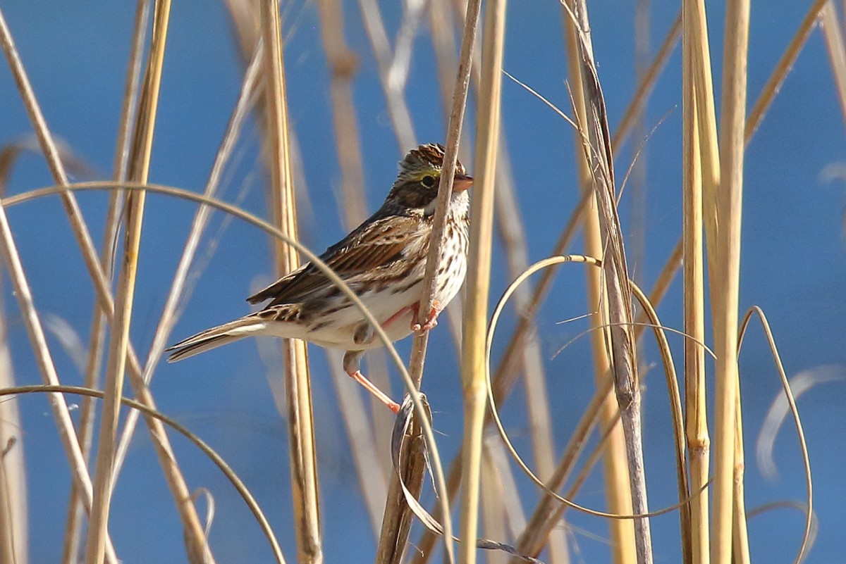 Savannah Sparrow - ML646808947
