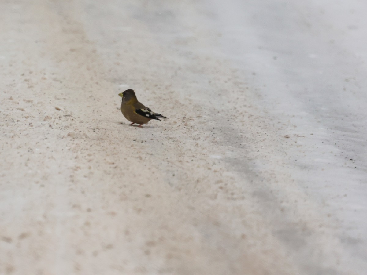 Evening Grosbeak (Eastern or type 3) - ML646808950