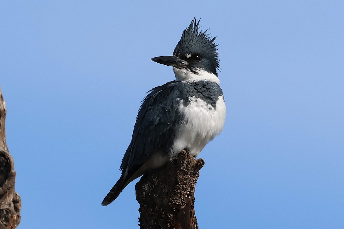 Рибалочка-чубань північний - ML646808951