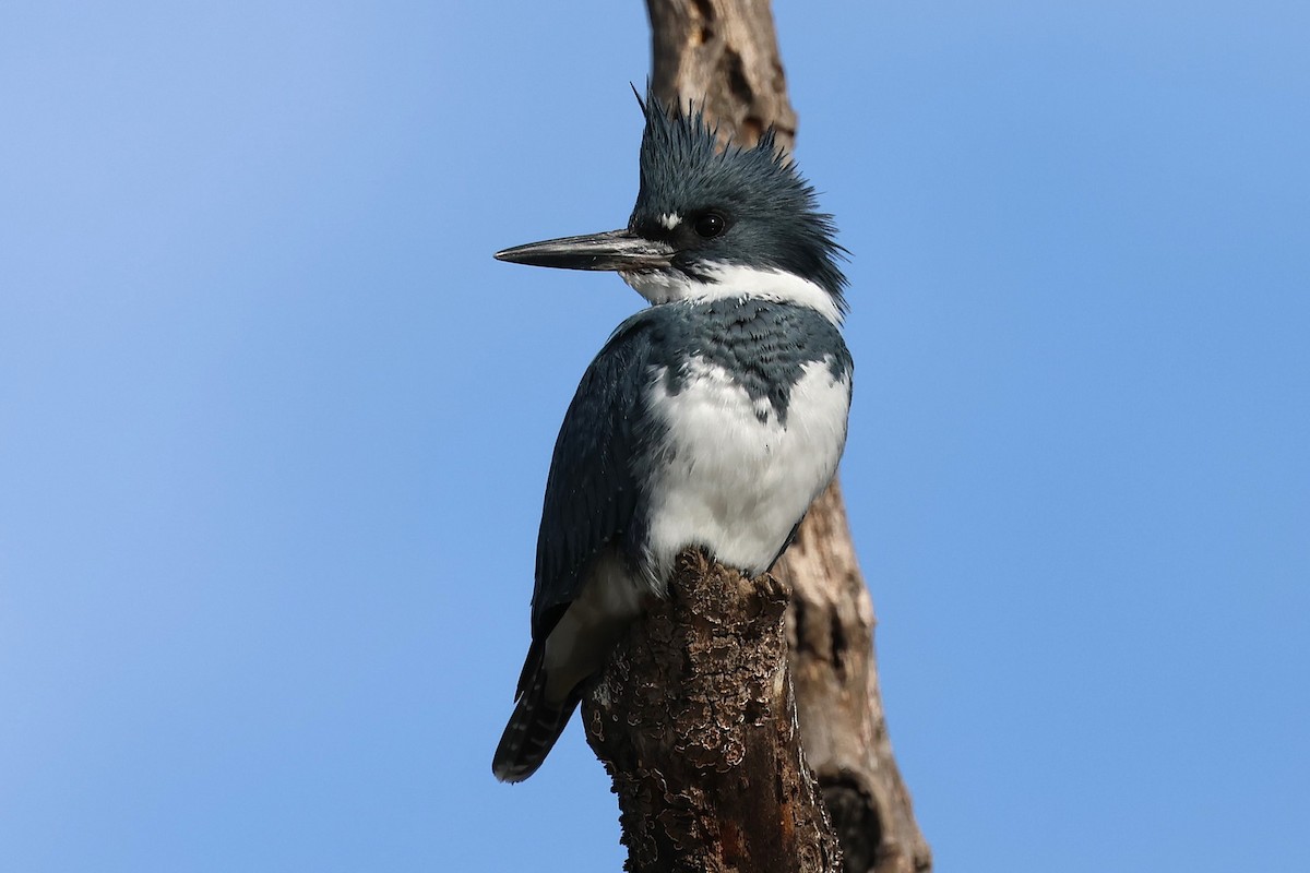 Рибалочка-чубань північний - ML646808952
