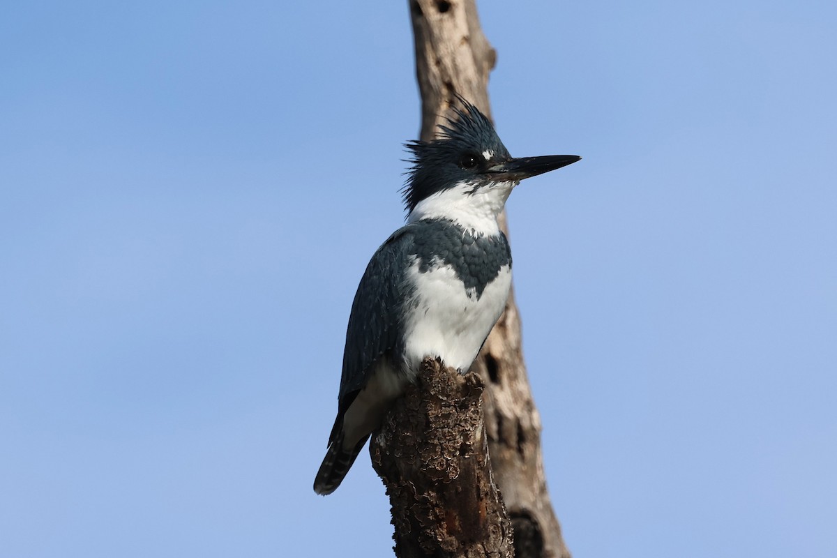 Рибалочка-чубань північний - ML646808953