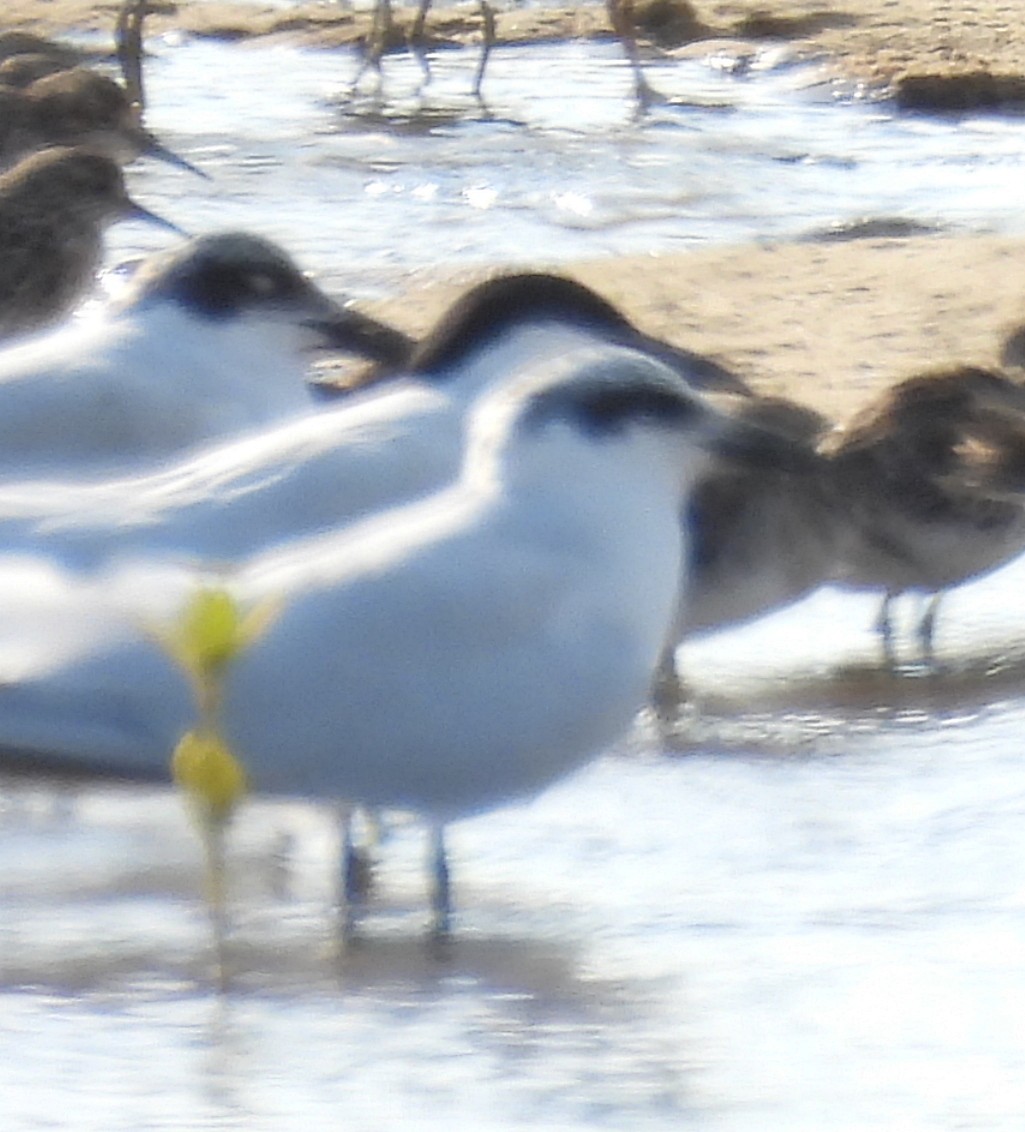 Australian Tern - ML646808954