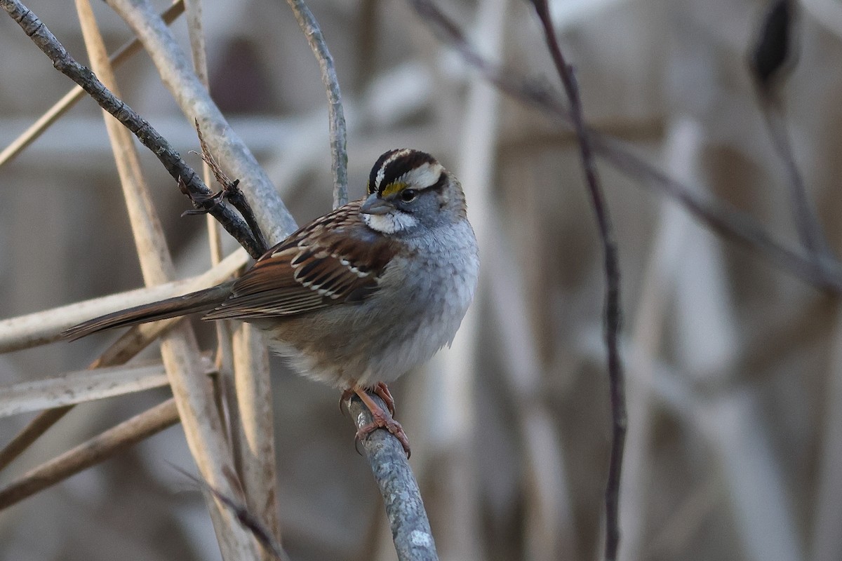 White-throated Sparrow - ML646808955