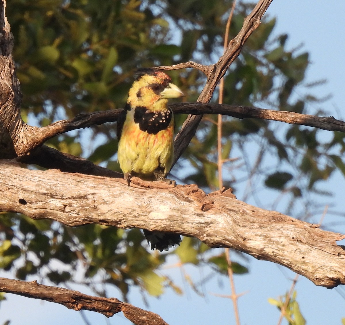 Barbican promépic - ML646808956
