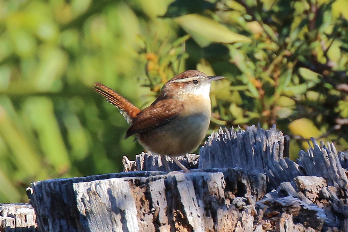 Carolina Wren - ML646808961