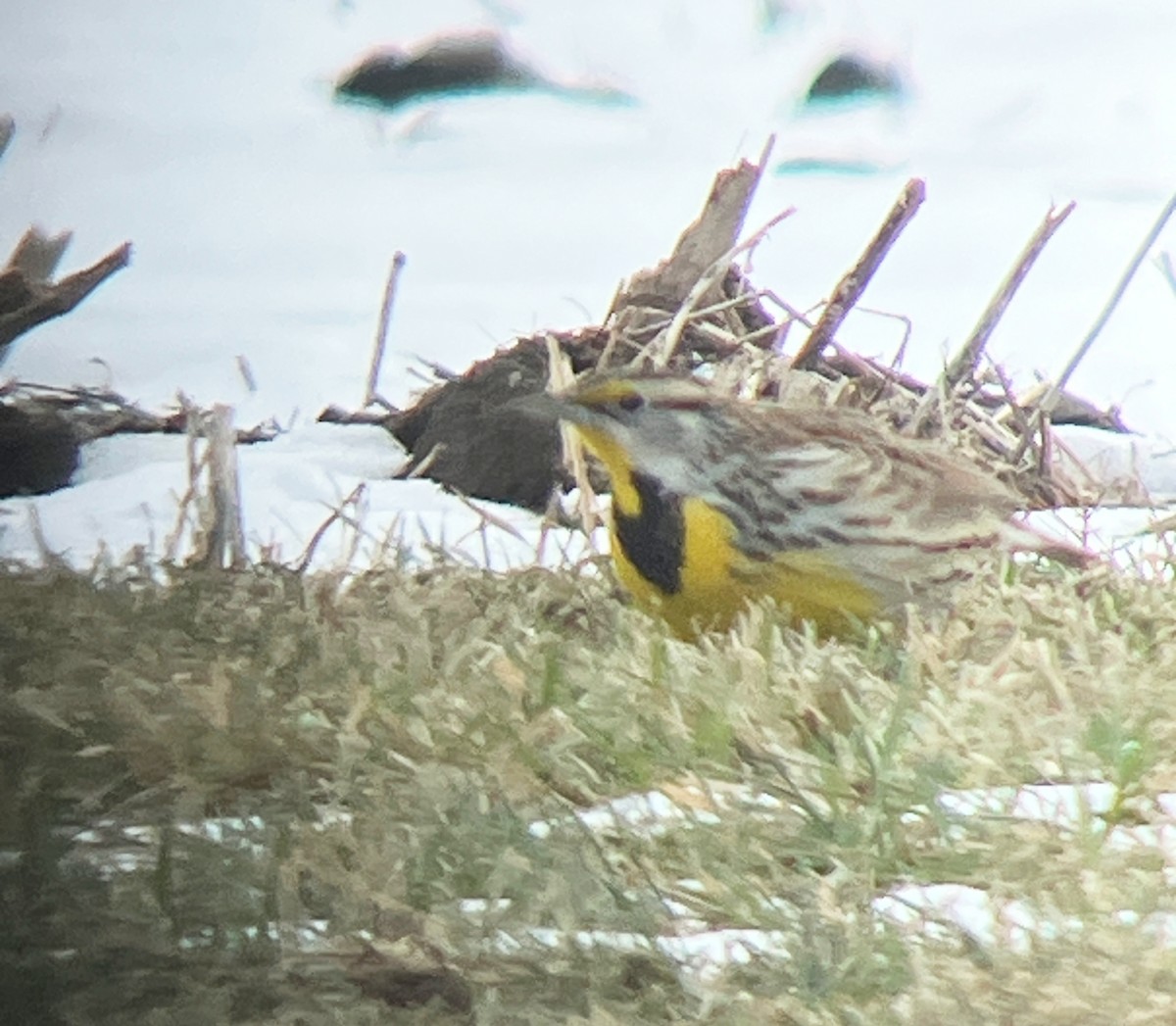 Eastern Meadowlark - ML646808978