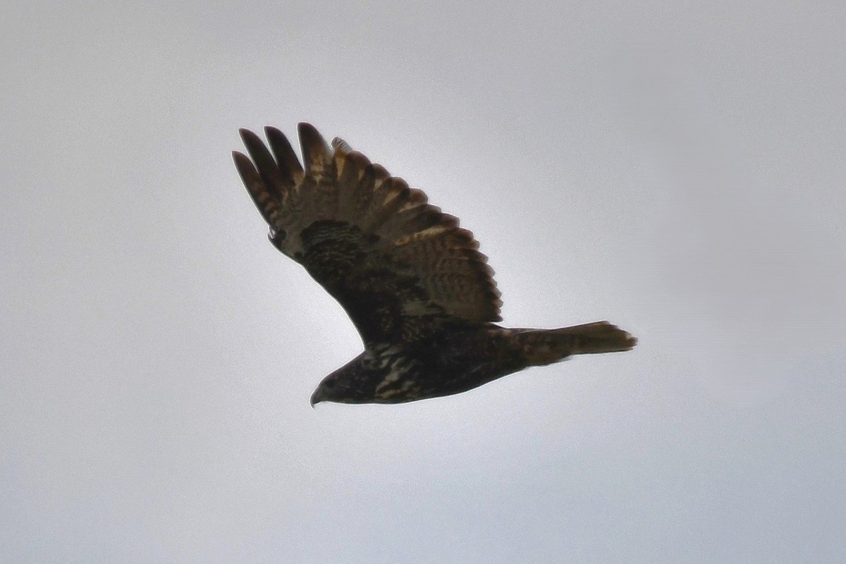 Канюк неоарктичний (підвид harlani) - ML646808979