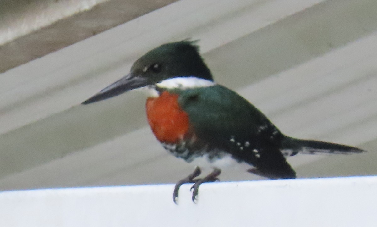 Martín Pescador Verde - ML646808980