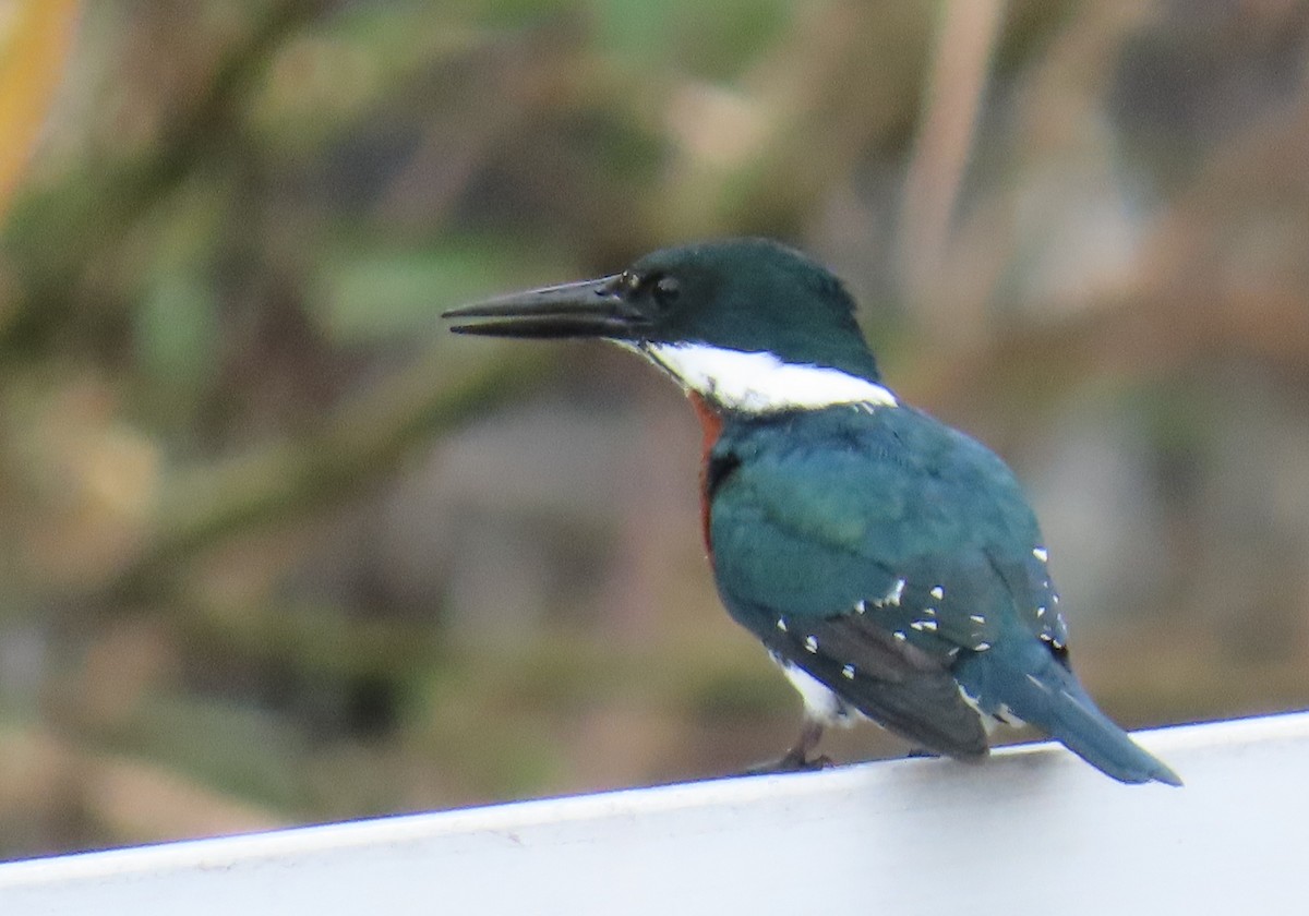 Martín Pescador Verde - ML646808981