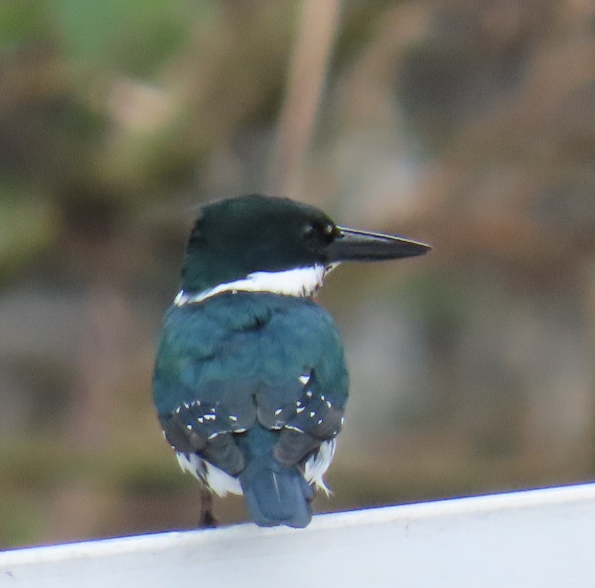 Martín Pescador Verde - ML646808982