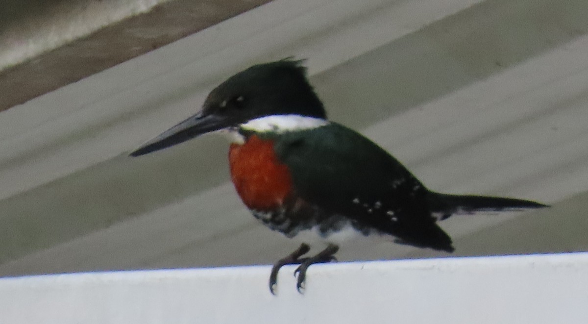 Martín Pescador Verde - ML646808983