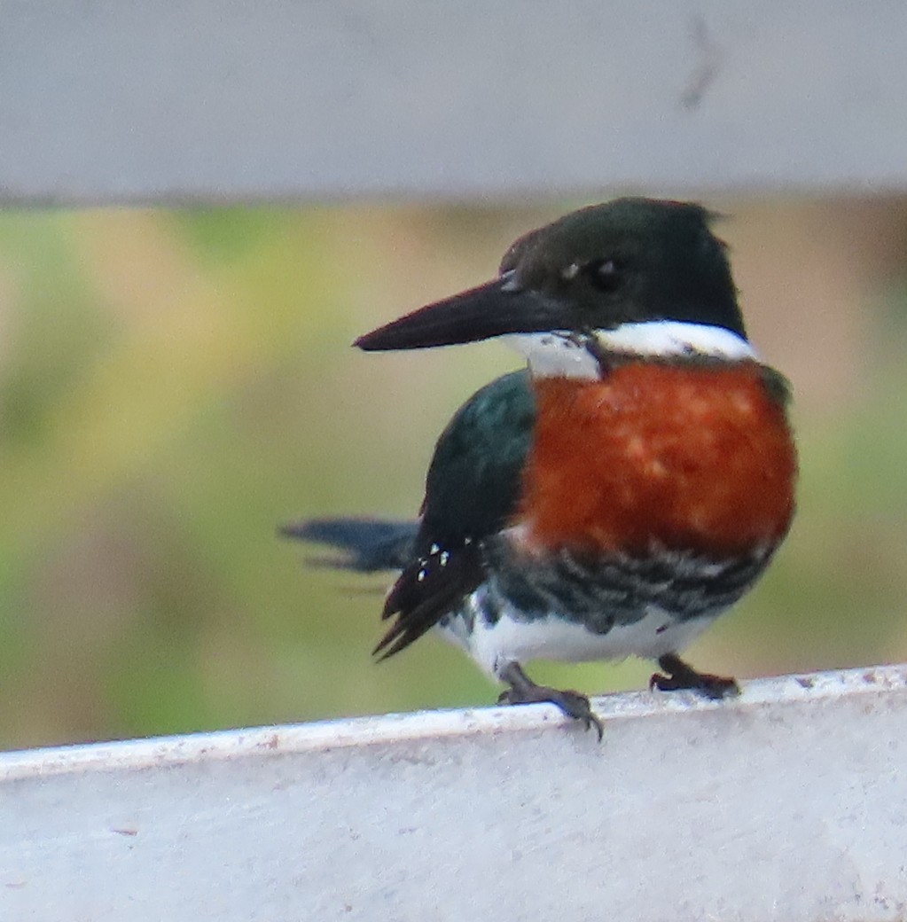 Martín Pescador Verde - ML646808984