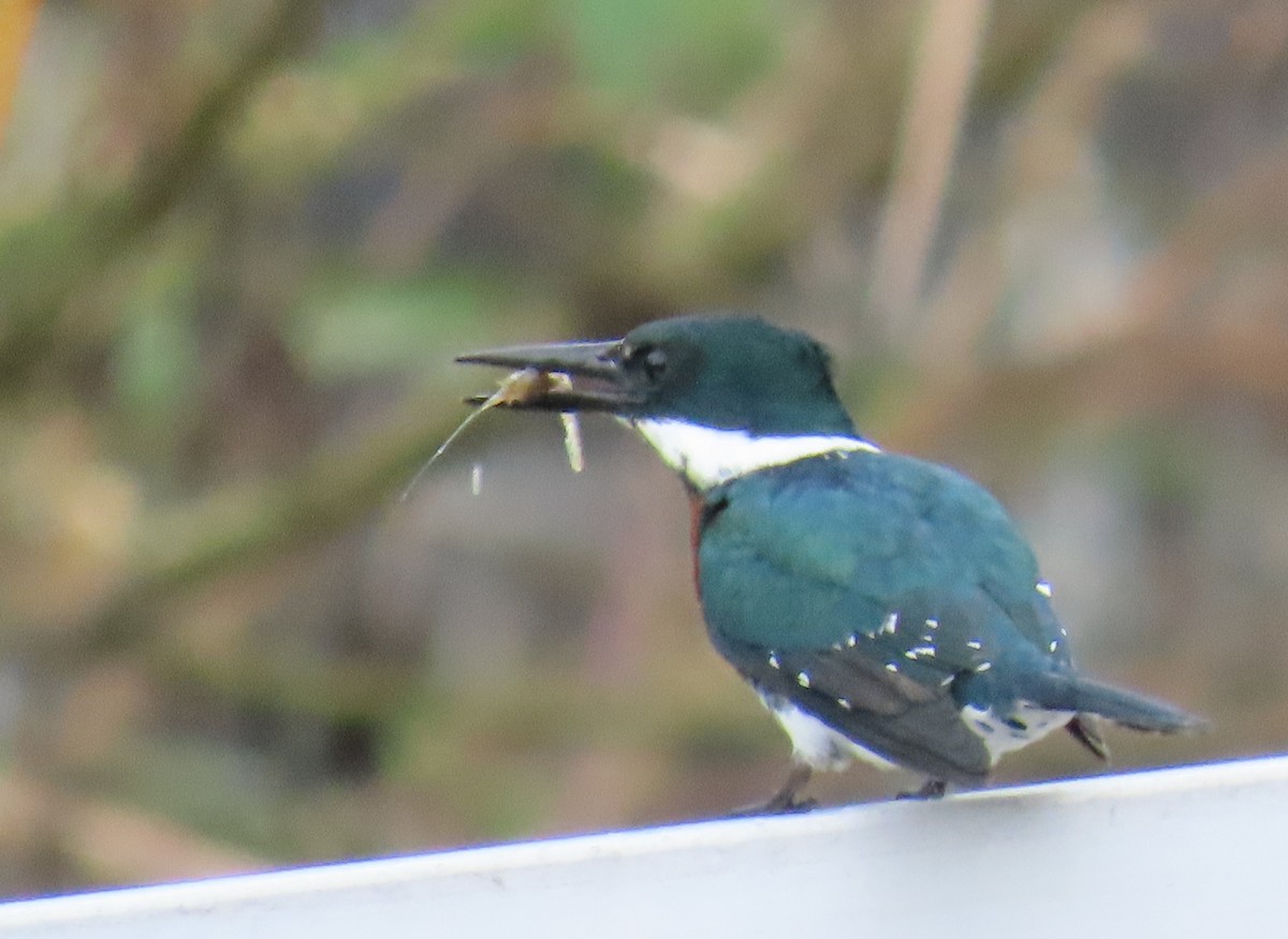 Martín Pescador Verde - ML646808986