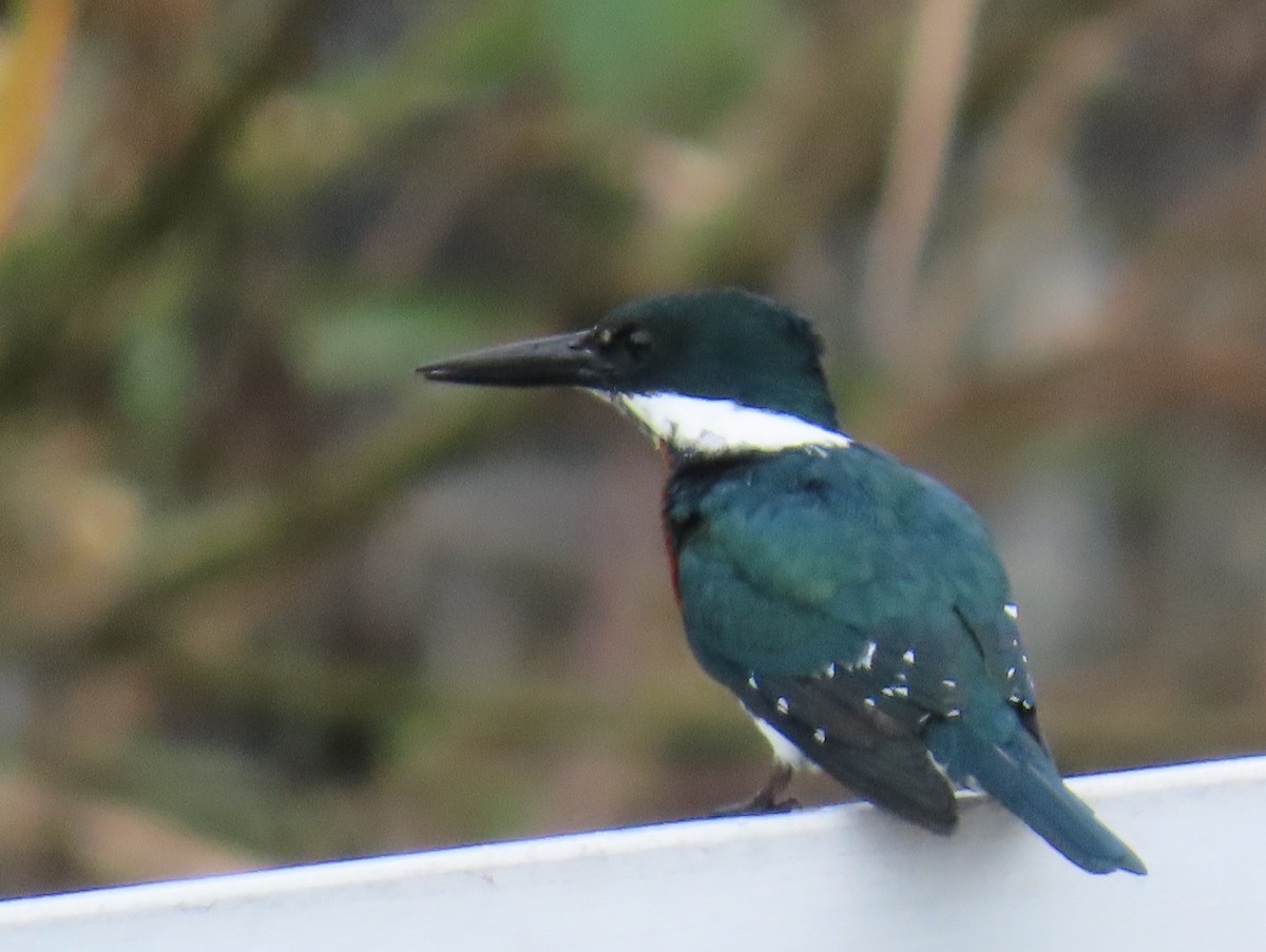 Martín Pescador Verde - ML646808988