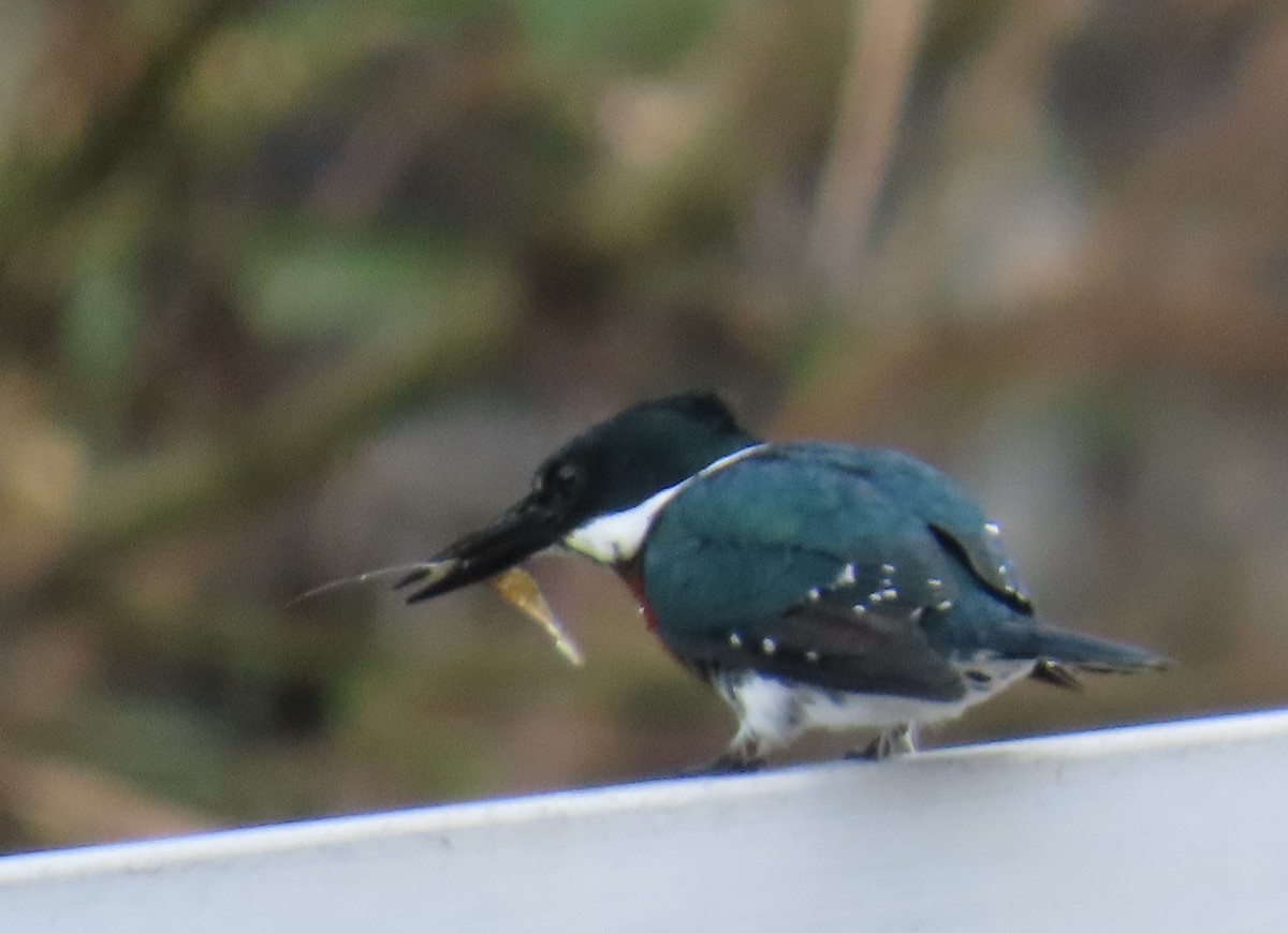 Martín Pescador Verde - ML646808989