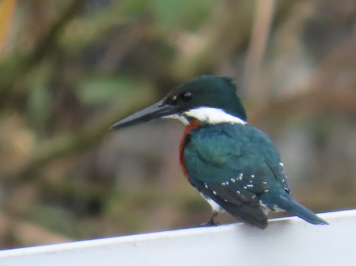 Martín Pescador Verde - ML646808990