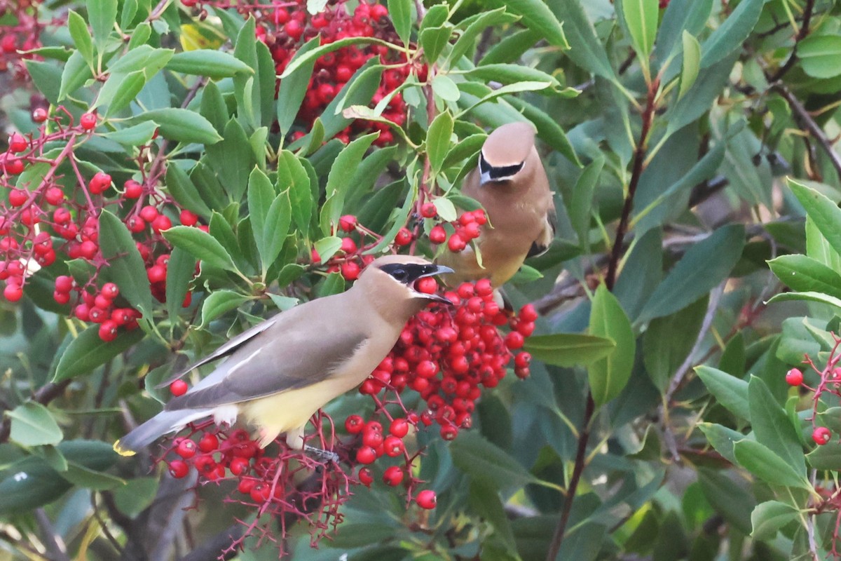 Омелюх американський - ML646808991