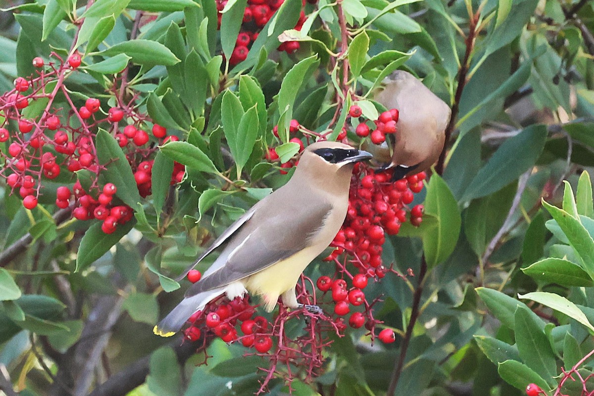 Омелюх американський - ML646808992