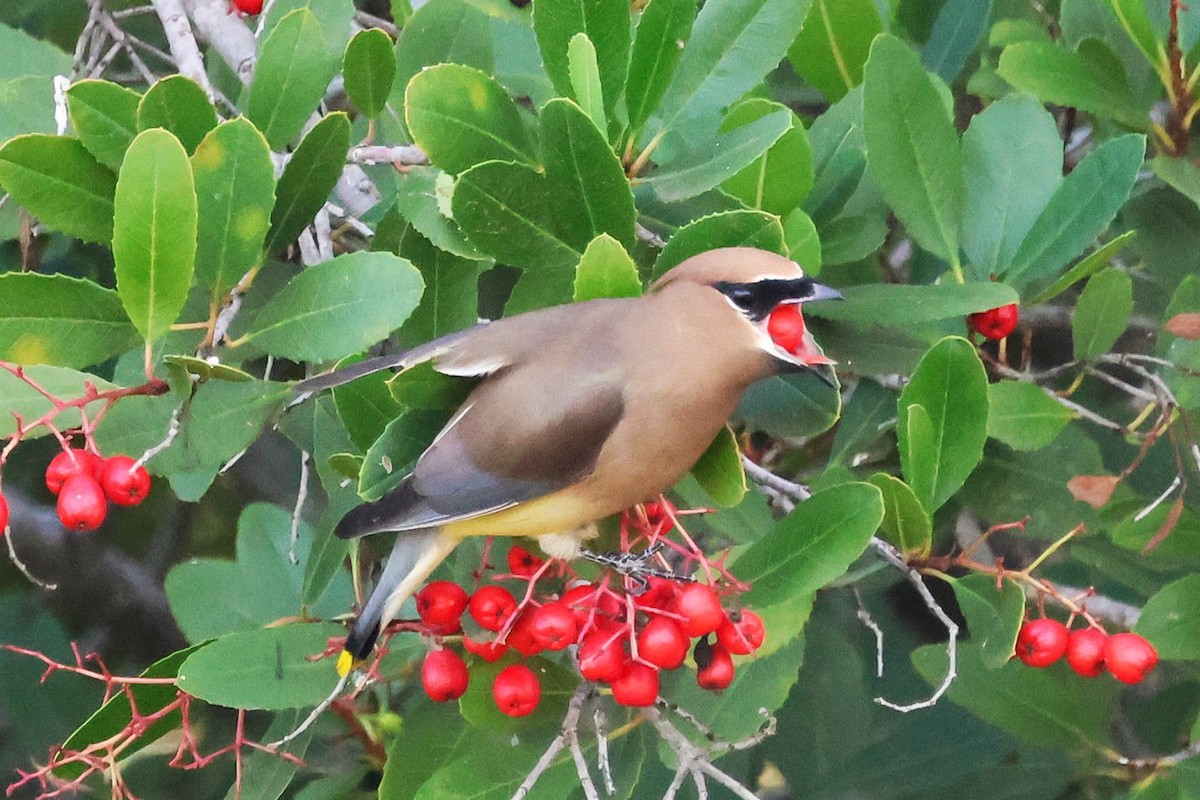 Омелюх американський - ML646808993