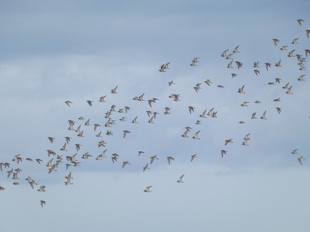 Сивка звичайна - ML646808994