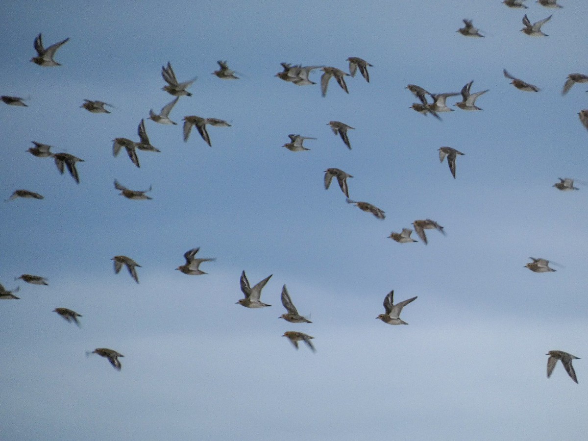 Сивка звичайна - ML646808995