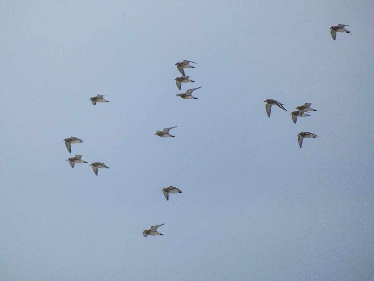 Сивка звичайна - ML646808996