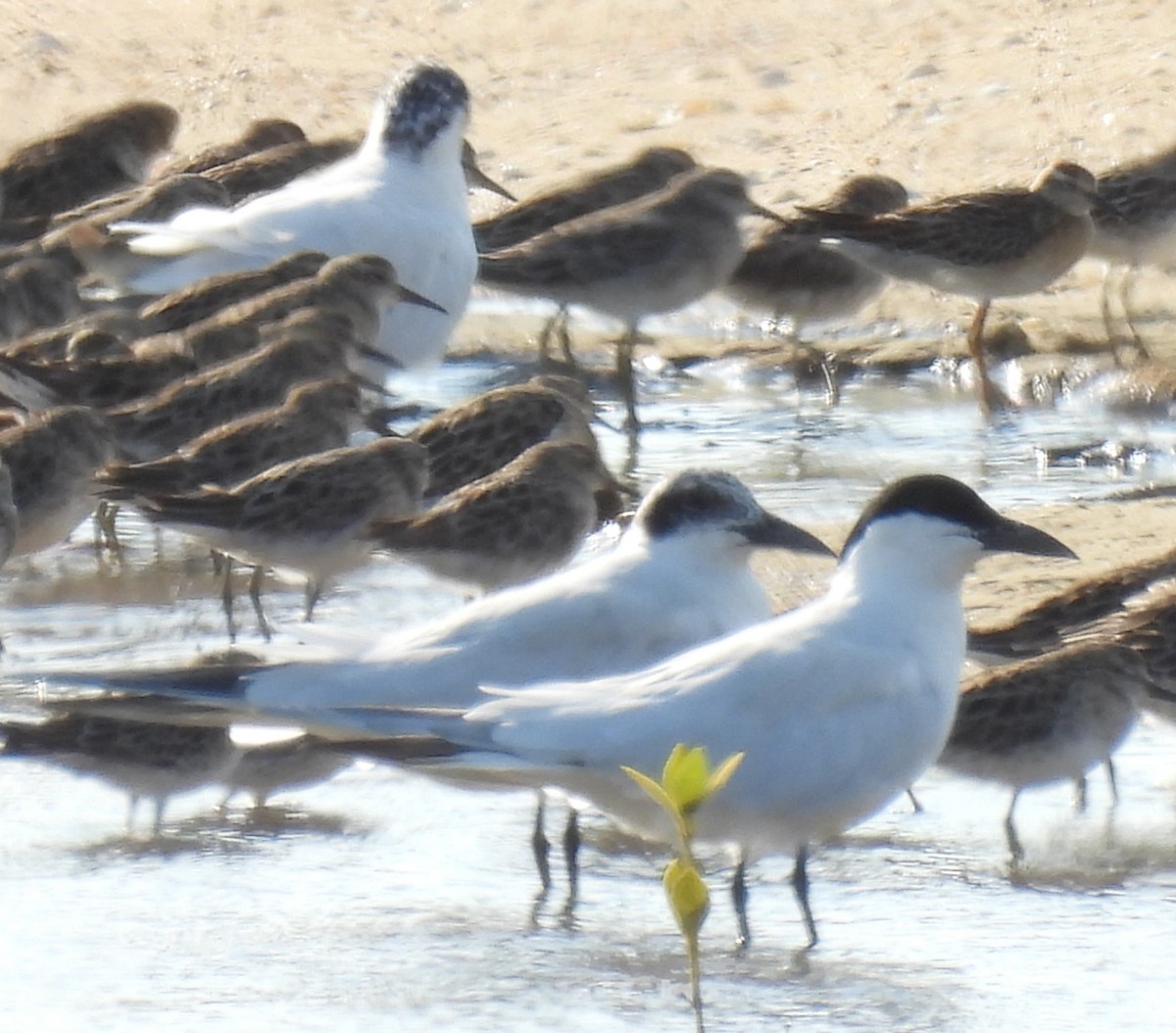 Australian Tern - ML646808997