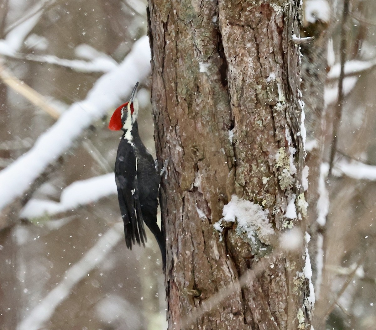 Pileated Woodpecker - ML646808998