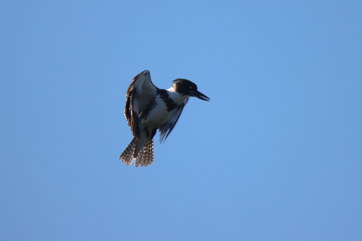 Belted Kingfisher - ML646808999
