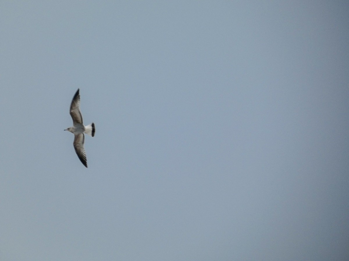 Үүлэн цахлай - ML646809001