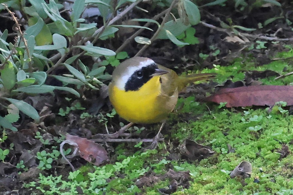 Жовтогорлик північний - ML646809004