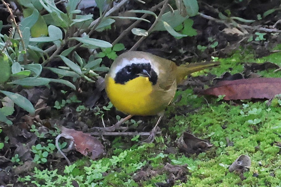 Жовтогорлик північний - ML646809005