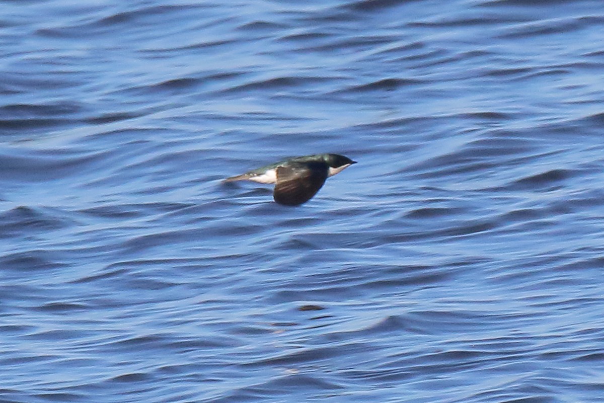 Elai kolorebikoa - ML646809006