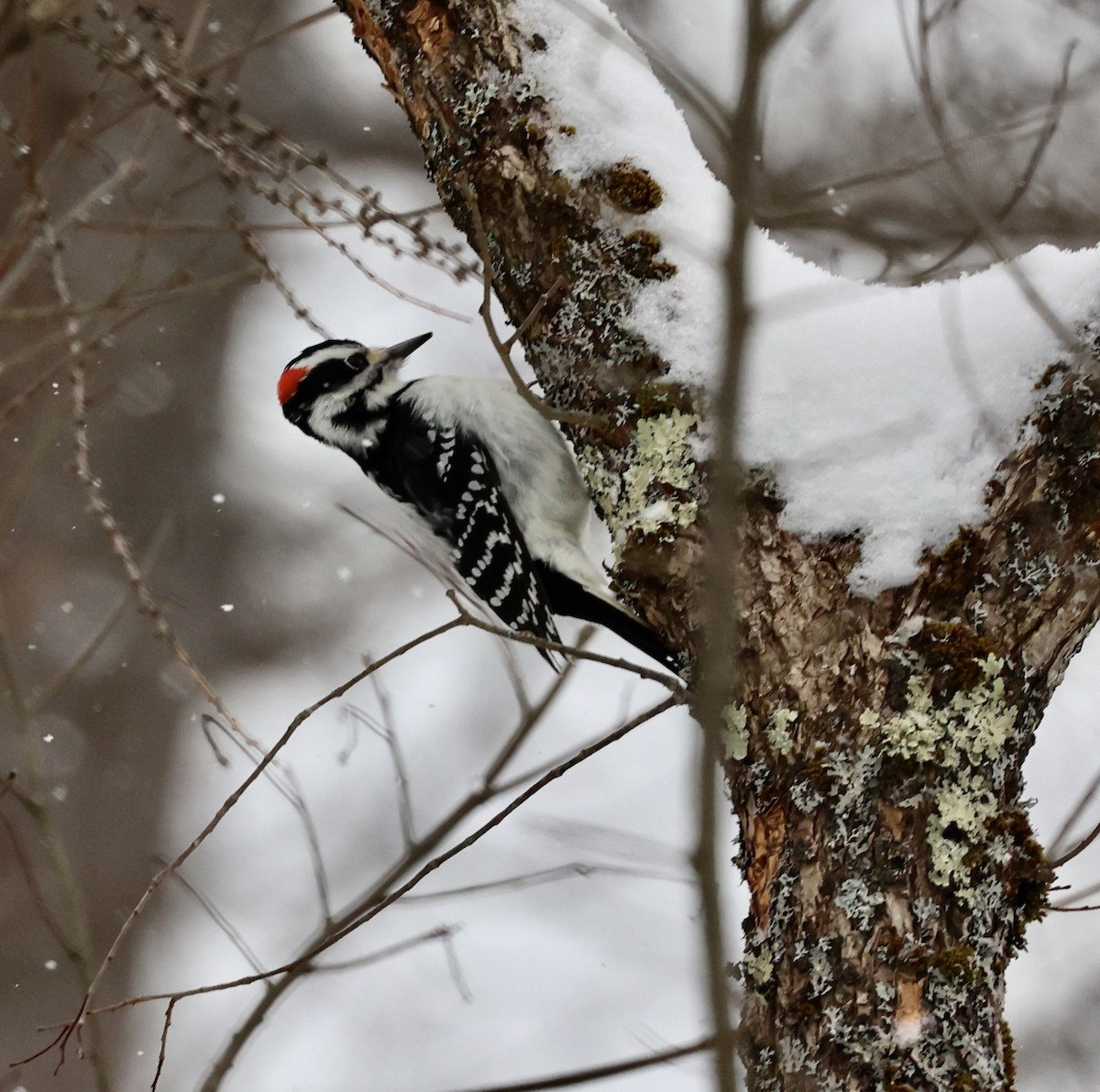 Hairy Woodpecker - ML646809007