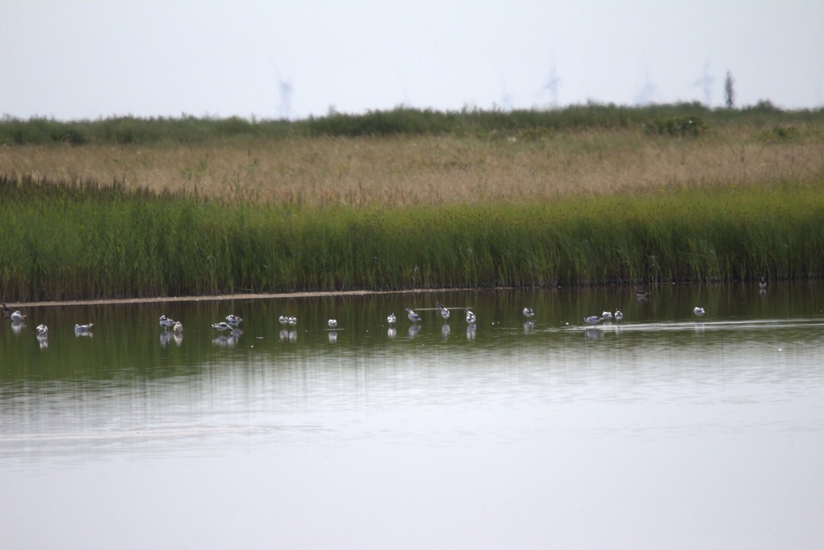 Abozeta kaskabeltza - ML646809008